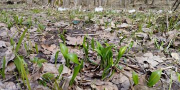 На Кам’янщині знайшли ліс із червонокнижною рослиною – Новини Черкасс