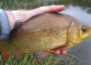 Стало відомо, як в Україні розвивається рибний бізнес – ЭКОНОМИКА