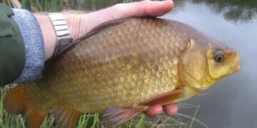 Стало відомо, як в Україні розвивається рибний бізнес – ЭКОНОМИКА