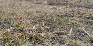 Біля Кам?янки знайшли яр із рідкісною рослиною