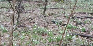 Біля Кам’янки знайшли підсніжник, який росте лише в одному місці на материковій Україні