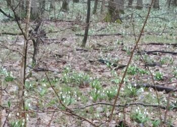 Біля Кам’янки знайшли підсніжник, який росте лише в одному місці на материковій Україні