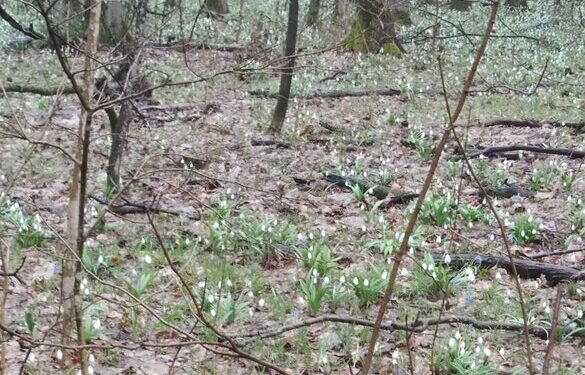 Біля Кам’янки знайшли підсніжник, який росте лише в одному місці на материковій Україні