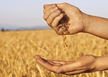 Іран поверне росії партію неякісної кукурудзи – ЭКОНОМИКА