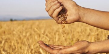 Іран поверне росії партію неякісної кукурудзи – ЭКОНОМИКА