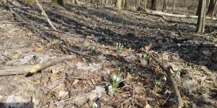 Біля Лисянки створять заказник із підсніжниками – Новини Черкасс