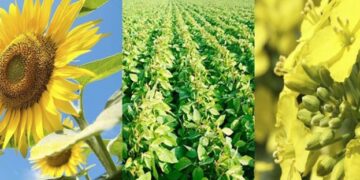 В Україні очікується зростання рентабельності зернових та олійних культур – ЭКОНОМИКА