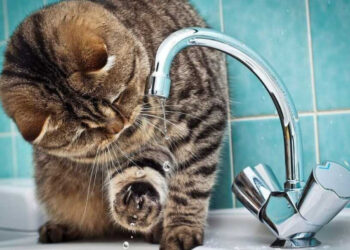 Де у Запоріжжі знижений тиск води внаслідок обстрілів – адреси | Новости Запорожья