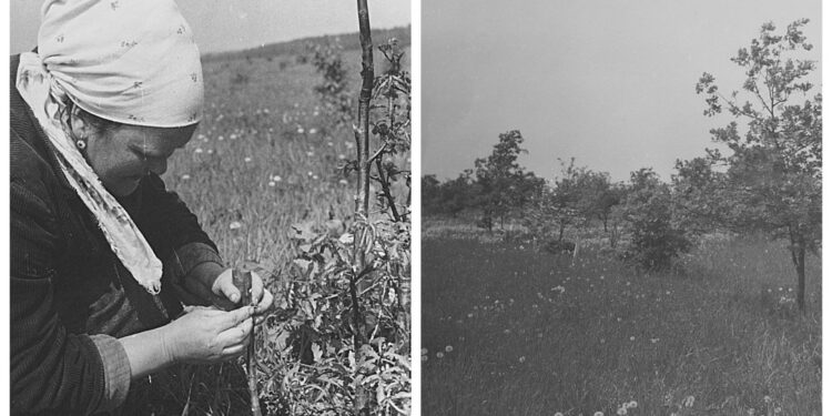 Як Житомирщина стала колискою елітного насінництва | Журнал Житомира