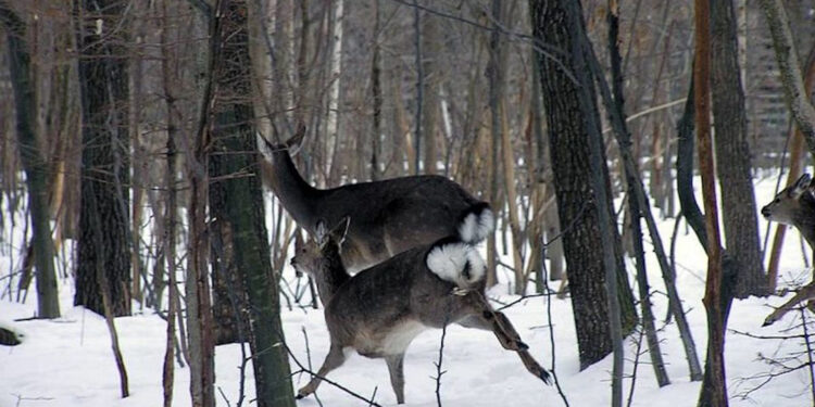 Кількість мисливських тварин на Житомирщині значно зросла – чому користувачі угідь занепокоєні | Журнал Житомира