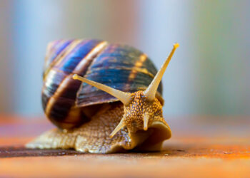 Кропивничанка планує відкрити в місті равликову ферму завдяки державній підтримці |  – Новини Кропивницького і Кіровоградщини