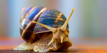 Кропивничанка планує відкрити в місті равликову ферму завдяки державній підтримці |  – Новини Кропивницького і Кіровоградщини