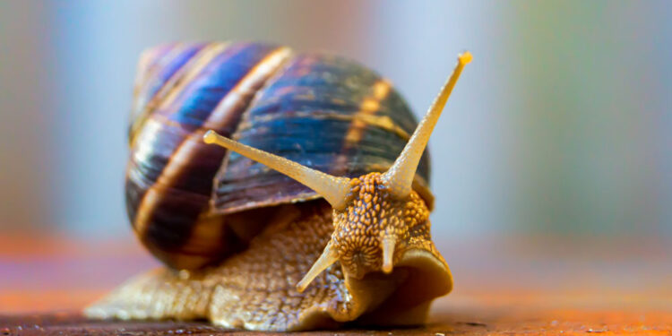 Кропивничанка планує відкрити в місті равликову ферму завдяки державній підтримці |  – Новини Кропивницького і Кіровоградщини