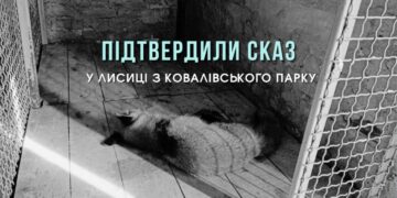 Кропивницький: у лисиці, яку ветслужба забрала для спостереження з міського парку, підтвердили сказ |  – Новини Кропивницького і Кіровоградщини