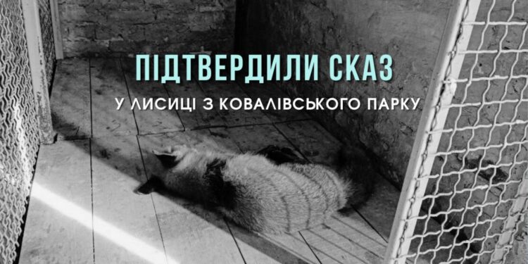 Кропивницький: у лисиці, яку ветслужба забрала для спостереження з міського парку, підтвердили сказ | – Новини Кропивницького і Кіровоградщини