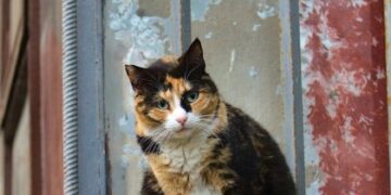Львів’янка обмазала двері фекаліями: суд закрив справу