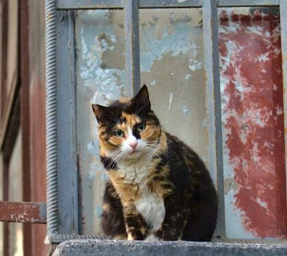 Львів’янка обмазала двері фекаліями: суд закрив справу
