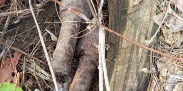 Мешканці міста продовжують виявляти небезпечні знахідки — Новости Черкасс