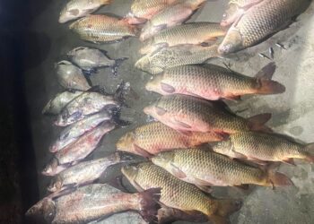 Миколаївські браконьєри завдали шкоди 100 тисяч гривень