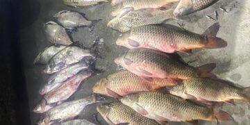 Миколаївські браконьєри завдали шкоди 100 тисяч гривень