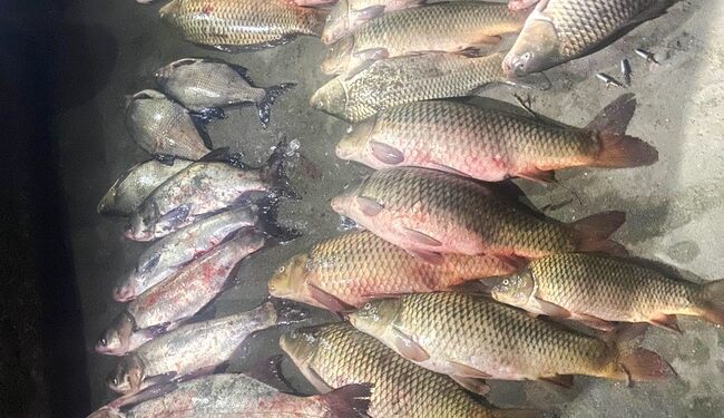 Миколаївські браконьєри завдали шкоди 100 тисяч гривень