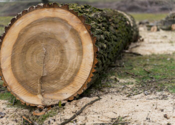 Міська влада Запоріжжя повідомила, що не висадила жодного дерева за два роки – як це пояснюють | Новости Запорожья