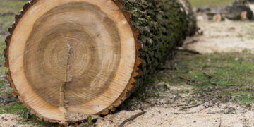 Міська влада Запоріжжя повідомила, що не висадила жодного дерева за два роки – як це пояснюють | Новости Запорожья