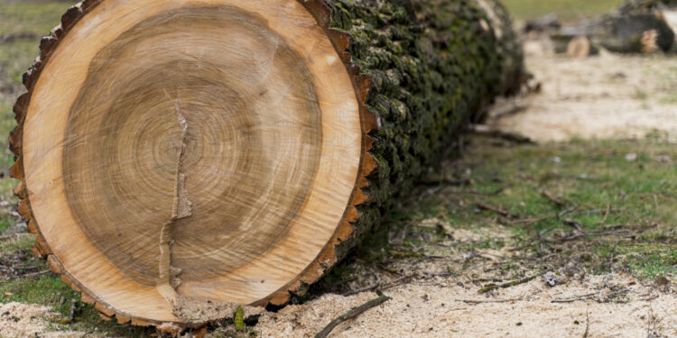 Міська влада Запоріжжя повідомила, що не висадила жодного дерева за два роки – як це пояснюють | Новости Запорожья