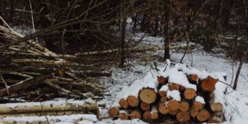 На 500 тис. грн незаконно вирубали дерев на Тернопільщині