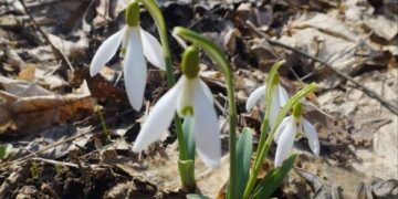 На Черкащині, де ростуть первоцвіти, створять заказник