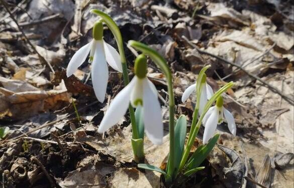 На Черкащині, де ростуть первоцвіти, створять заказник