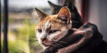 На Черкащині найближчим часом буде похолодання