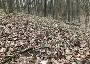 На Черкащині знайшли балку з підсніжниками