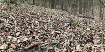 На Черкащині знайшли балку з підсніжниками