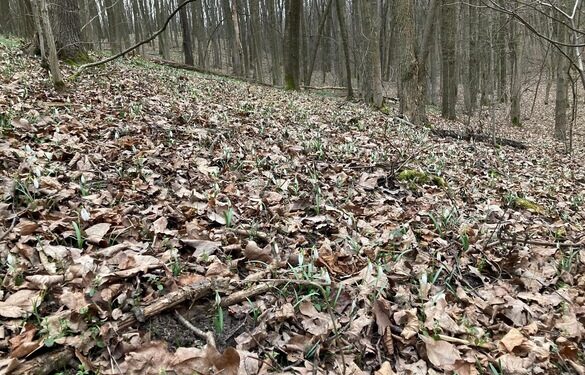 На Черкащині знайшли балку з підсніжниками