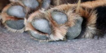 На Черкащині знайшли мертвих собак