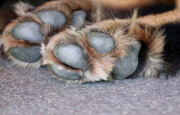 На Черкащині знайшли мертвих собак