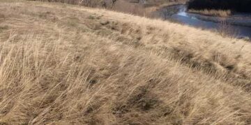 На Кам’янщині, де росте червонокнижна рослина, створять пам’ятку природи