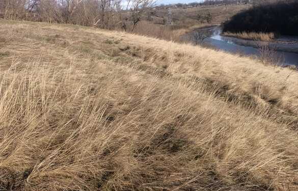 На Кам’янщині, де росте червонокнижна рослина, створять пам’ятку природи