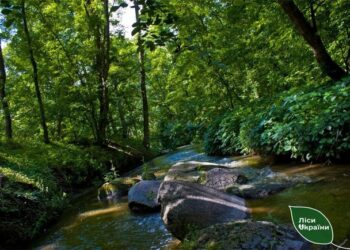 На Миколаївщині прокуратура повернула ліс державі: Держкадастр роздає землю громад