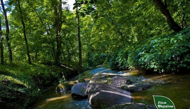 На Миколаївщині прокуратура повернула ліс державі: Держкадастр роздає землю громад