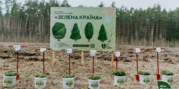 На Житомирщині лісівники планують висадити понад 24 мільйони сіянців | Журнал Житомира