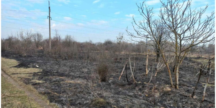 На Житомирщині вигоріло 8 гектарів сухої трави – рятувальники нагадують про штрафи | Журнал Житомира