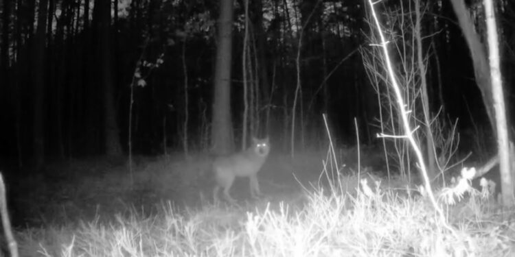 На Житомирщині зросла популяція вовків: хижака «піймав» обʼєктив фотопастки | Журнал Житомира