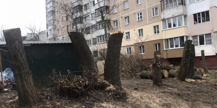 Обрізали дерева аж до припинення росту – ОСББ за незаконні дії відповідатиме у суді