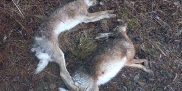 Отруєння зайців на Тернопільщині буде розслідувати поліція