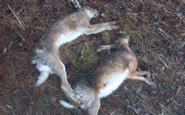 Отруєння зайців на Тернопільщині буде розслідувати поліція