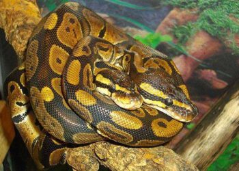 Пітони виявилися вигіднішим джерелом м’яса за курей та свиней – Экономика