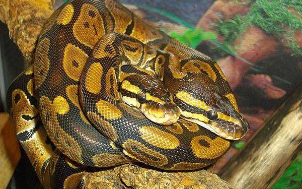 Пітони виявилися вигіднішим джерелом м’яса за курей та свиней – Экономика