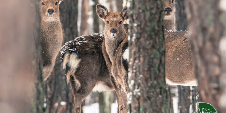 Побільшало оленів та вовків: на Житомирщині провели «перепис» мисливських тварин | Журнал Житомира
